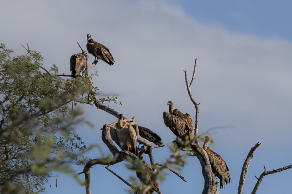 roadtrip zuid-afrika, safari, game drive, gieren, ugly 5