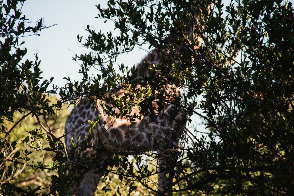 roadtrip zuid-afrika, safari, game drive, giraf
