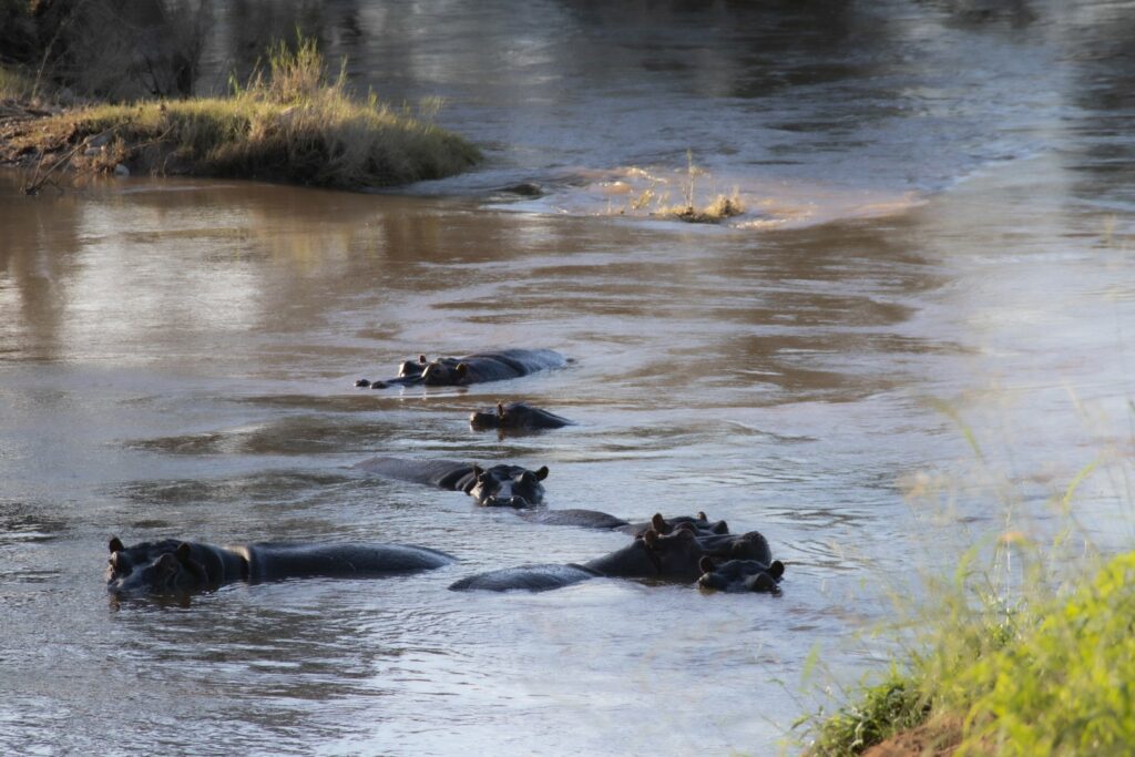 roadtrip zuid-afrika, safari, hippo, nijlpaard