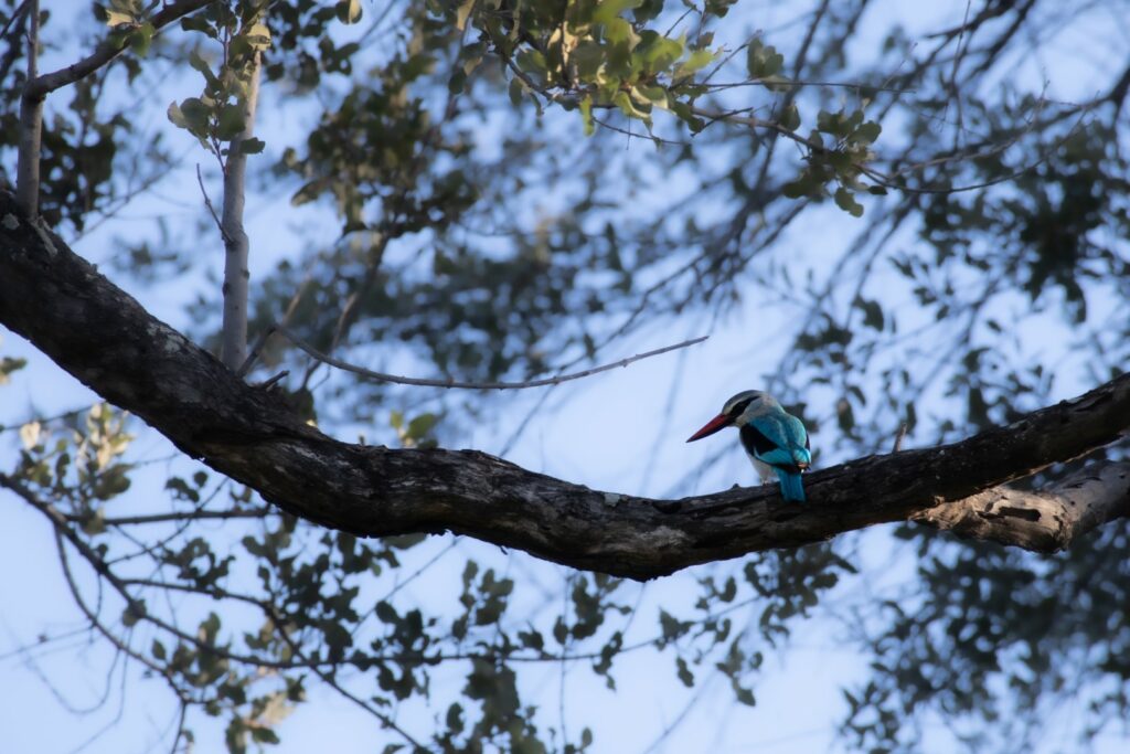 roadtrip zuid-afrika, safari, vogel, kingfisher
