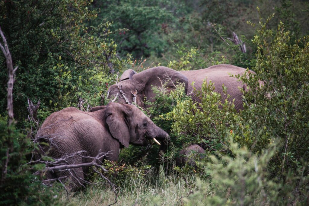 roadtrip zuid-afrika, safari, game drive, olifant, big 5