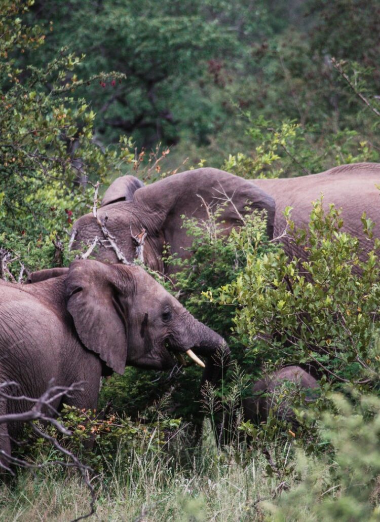 roadtrip zuid-afrika, safari, game drive, olifant, big 5