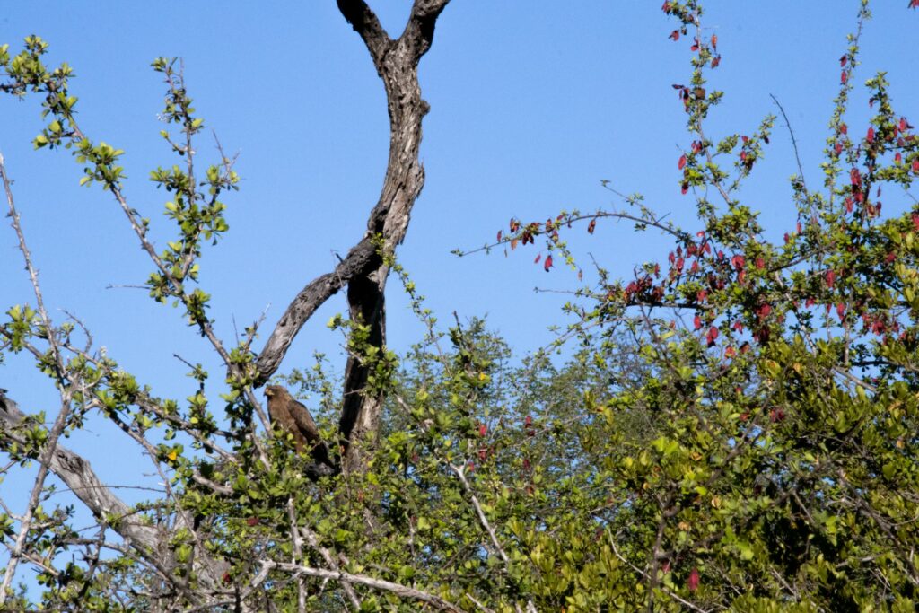 roadtrip zuid-afrika, safari, vogel, roofvogel