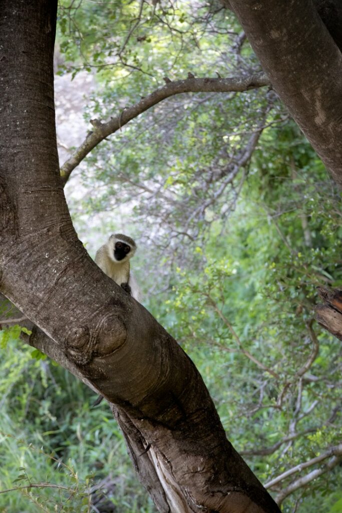 roadtrip zuid-afrika, vervet monkey, apen