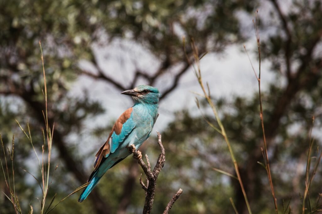 Zuid-Afrika, Kruger Nationaal Park, Kruger, vogels, european roller
