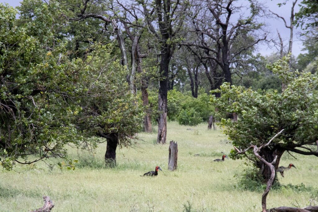 Zuid-Afrika, Kruger Nationaal Park, Kruger, vogels, ground hornbill