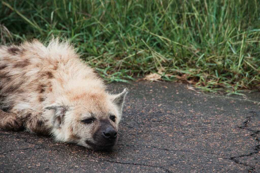 Zuid-Afrika, Kruger Nationaal Park, Kruger, hyena, safari Kruger, ugly 5