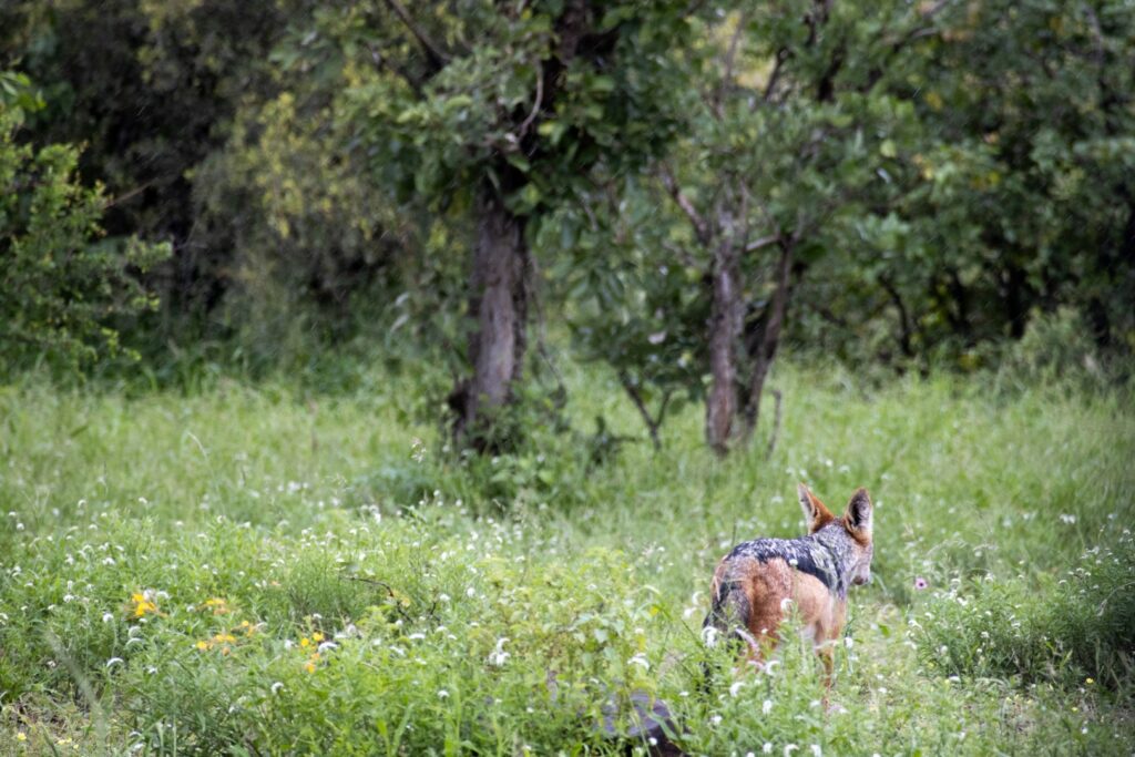 Zuid-Afrika, Kruger Nationaal Park, Kruger, jakhals, safari Kruger