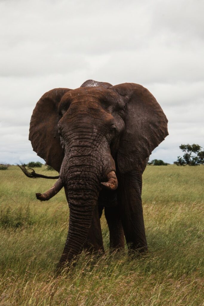 Zuid-Afrika, Kruger Nationaal Park, Kruger, olifant, safari Kruger