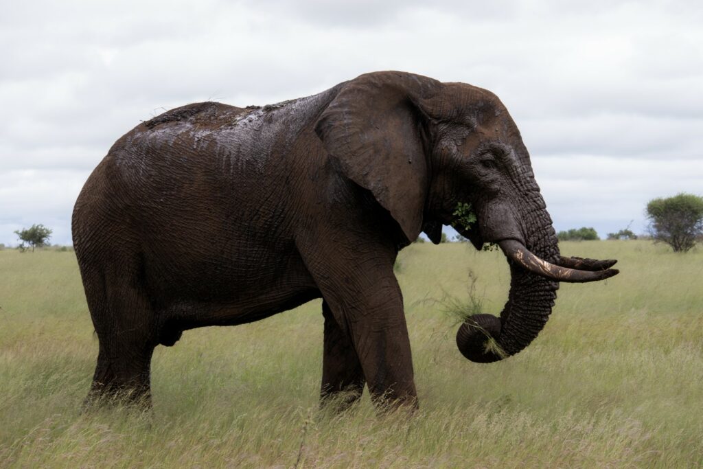 Zuid-Afrika, Kruger Nationaal Park, Kruger, olifant, safari Kruger