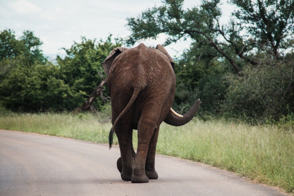 Zuid-Afrika, Kruger Nationaal Park, Kruger, dieren op de weg, route kruger noord zuid, olifant