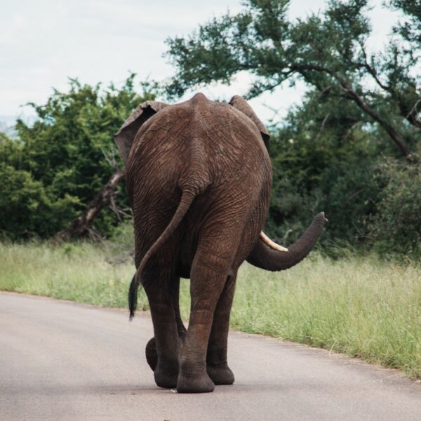 Zuid-Afrika, Kruger Nationaal Park, Kruger, dieren op de weg, route kruger noord zuid, olifant