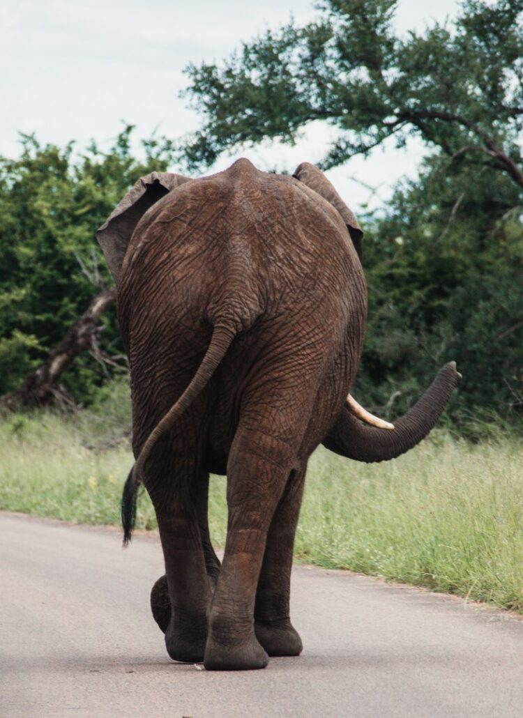 Zuid-Afrika, Kruger Nationaal Park, Kruger, dieren op de weg, route kruger noord zuid, olifant