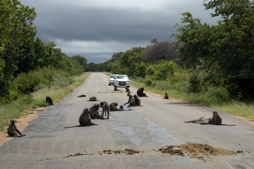 Zuid-Afrika, Kruger Nationaal Park, Kruger, dieren op de weg, route kruger noord zuid, selfdrive Kruger, auto