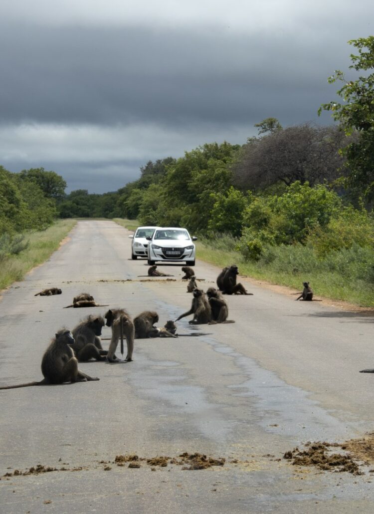 Zuid-Afrika, Kruger Nationaal Park, Kruger, dieren op de weg, route kruger noord zuid, selfdrive Kruger, auto