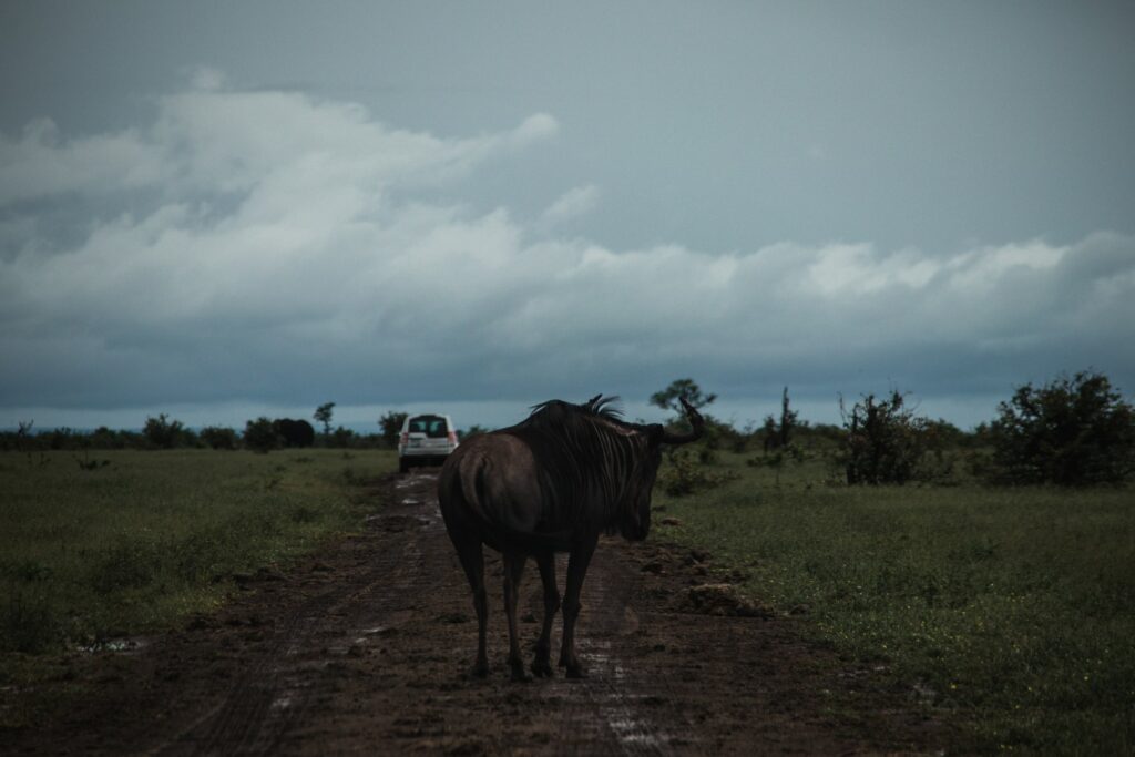 Zuid-Afrika, Kruger Nationaal Park, Kruger, dieren op de weg, route kruger noord zuid, gnoe, ugly 5, auto huren Zuid-Afrika