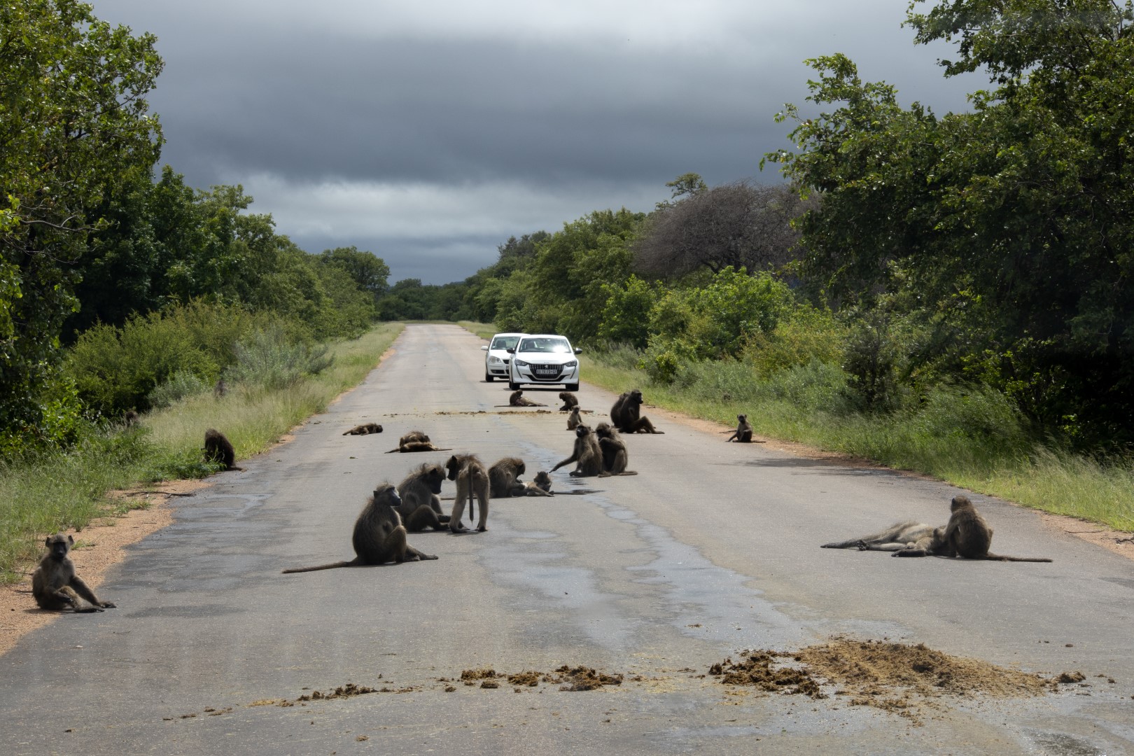 Zuid-Afrika, Kruger Nationaal Park, Kruger, dieren op de weg, route kruger noord zuid, selfdrive Kruger, auto