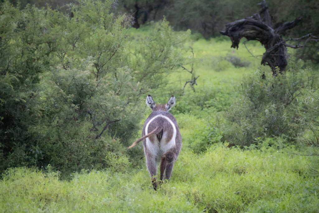 Zuid-Afrika, Kruger Nationaal Park, Kruger, waterbok, waterbuck, route kruger noord zuid