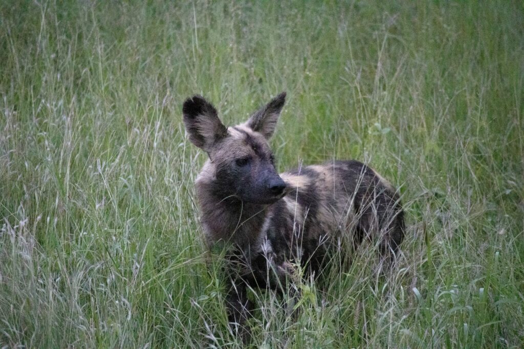 Zuid-Afrika, Kruger Nationaal Park, Kruger, wilde hond, wild dog
