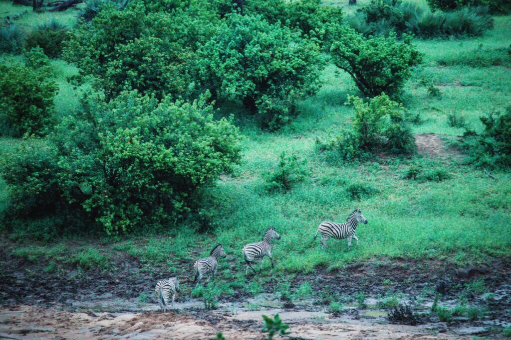 Zuid-Afrika, Kruger Nationaal Park, Kruger, zebra