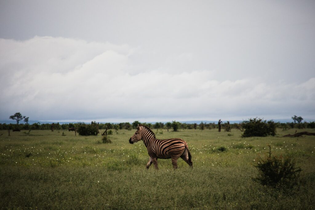 Zuid-Afrika, Kruger Nationaal Park, Kruger, zebra