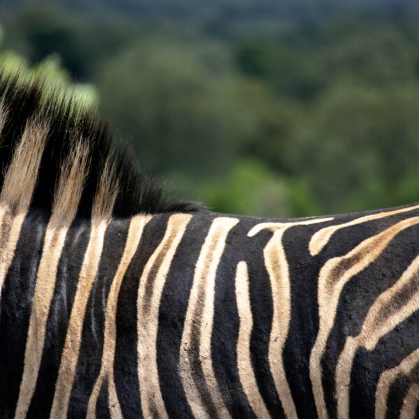 Zuid-Afrika, Kruger Nationaal Park, Kruger, zebra
