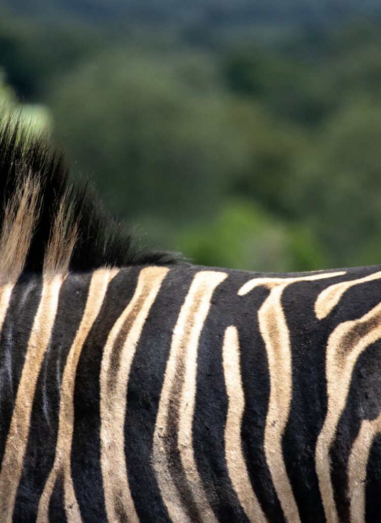 Zuid-Afrika, Kruger Nationaal Park, Kruger, zebra