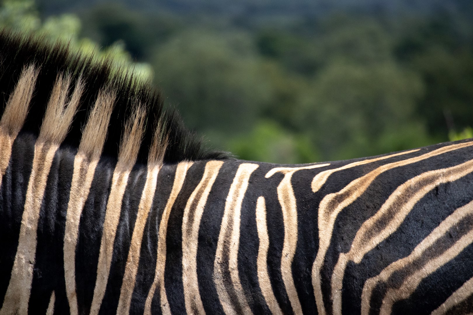 Zuid-Afrika, Kruger Nationaal Park, Kruger, zebra