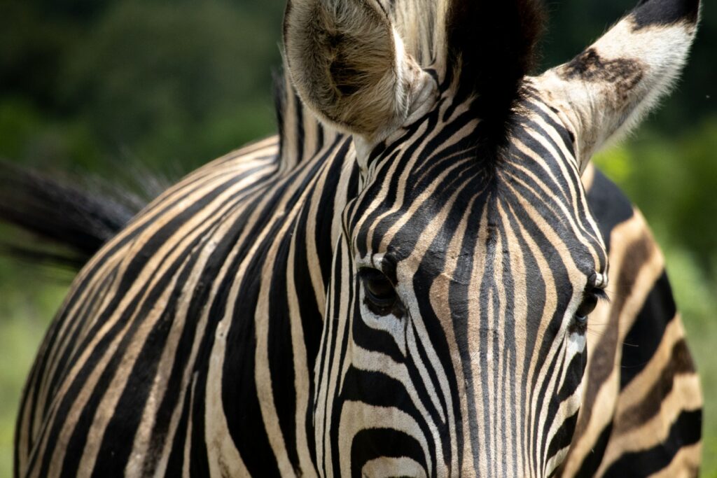 Zuid-Afrika, Kruger Nationaal Park, Kruger, zebra