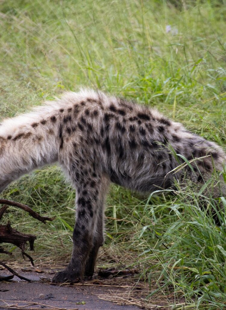Zuid Afrika, Kruger National Park, ugly 5, hyena