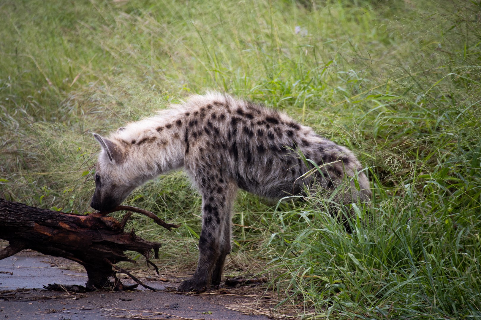 Zuid Afrika, Kruger National Park, ugly 5, hyena