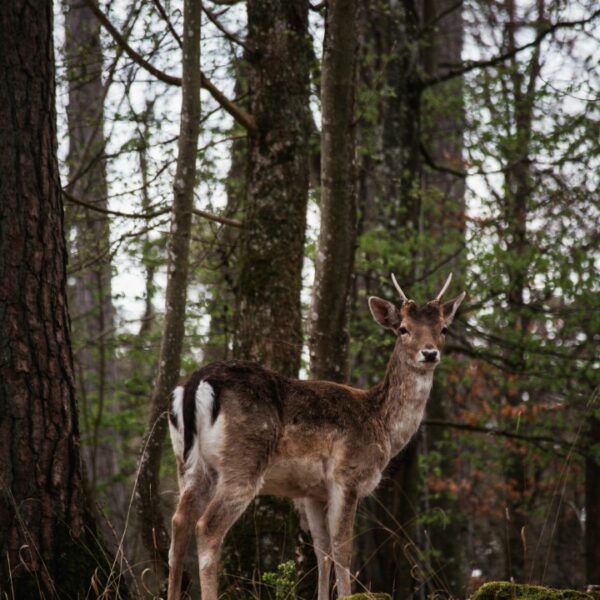 ardennen, wildpark grotten van han, ree