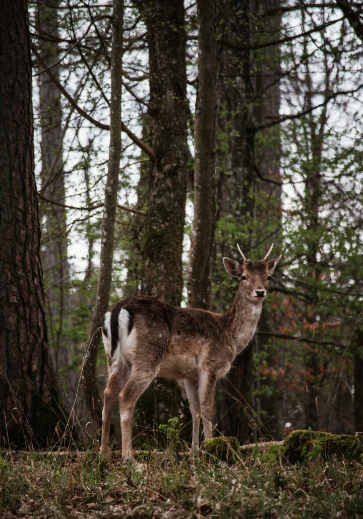 Wildpark Grotten van Han