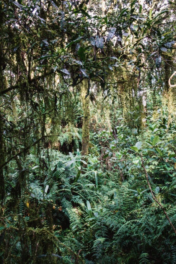 zuid-afrika panoramaroute, graskop, gods window, rainforest