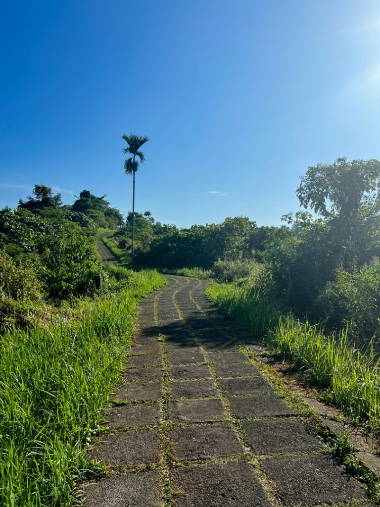 ubud campuhan ridge walk, ubud campuhan, ubud wandeling, ubud campuhan palmboom
