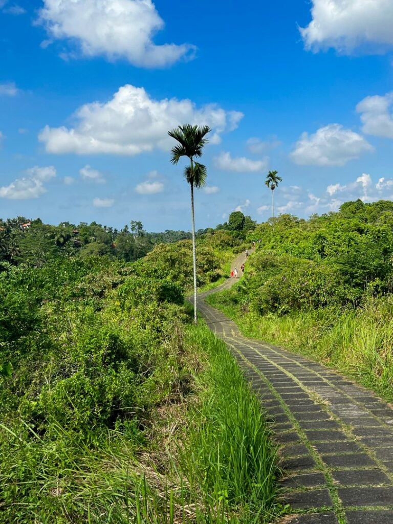 ubud campuhan ridge walk, ubud campuhan, ubud wandeling, ubud campuhan palmboom