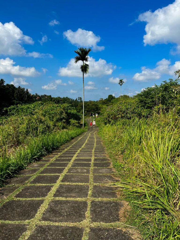 ubud campuhan ridge walk, ubud campuhan, ubud wandeling, ubud campuhan palmboom