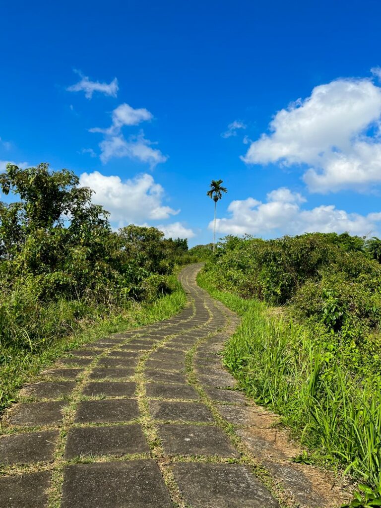 ubud campuhan ridge walk, ubud campuhan, ubud wandeling, ubud campuhan palmboom