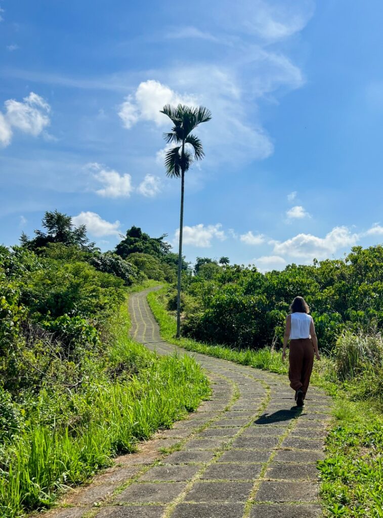 ubud campuhan ridge walk, ubud campuhan, ubud wandeling, ubud campuhan palmboom