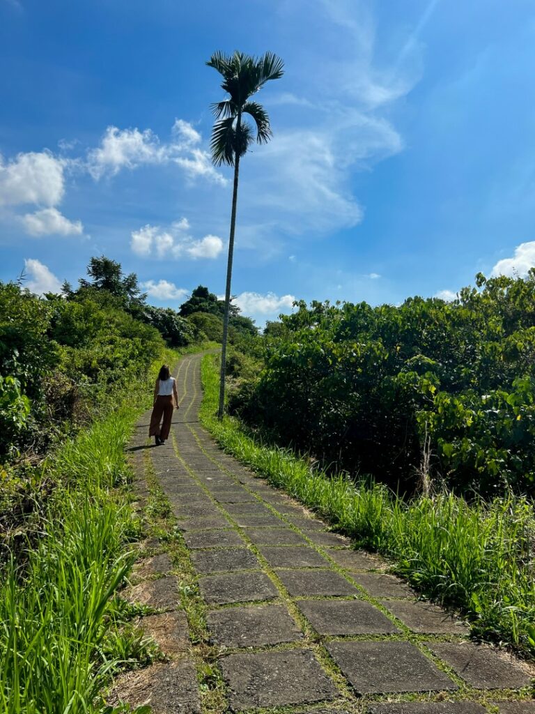 ubud campuhan ridge walk, ubud campuhan, ubud wandeling, ubud campuhan palmboom