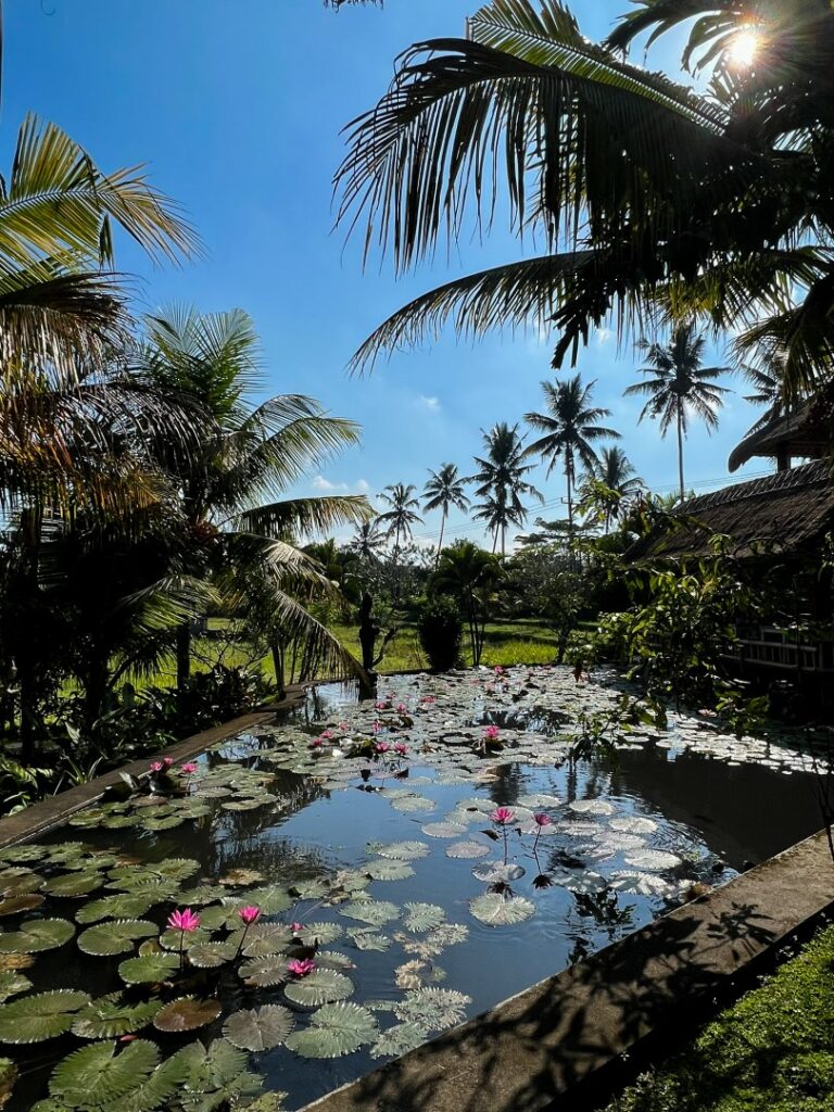ubud campuhan ridge walk, ubud campuhan, ubud wandeling, ubud campuhan ridge walk einde, ubud karsa cafe