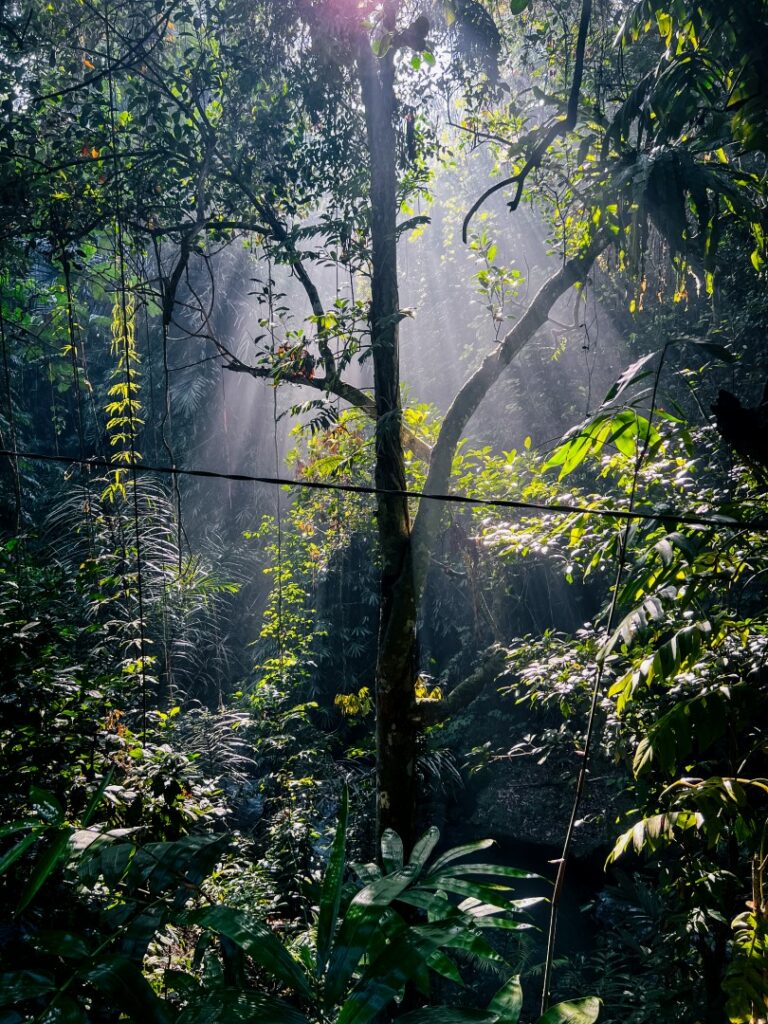 ubud campuhan ridge walk, ubud campuhan, ubud wandeling, ubud campuhan ridge walk start, ubud natuur, bali jungle