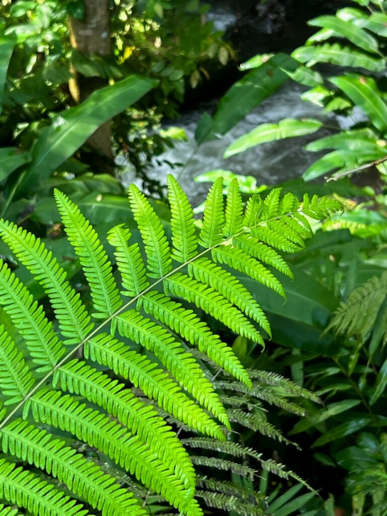 ubud campuhan ridge walk, ubud campuhan, ubud wandeling, ubud campuhan ridge walk start, ubud natuur
