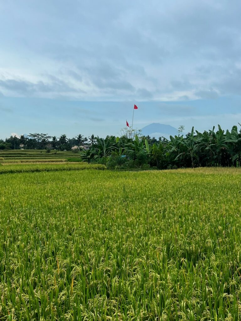 ubud hike, ubud wandeling, ubud palmbomen, ubud rijstvelden, ubud juwuk manis, bali mount agung