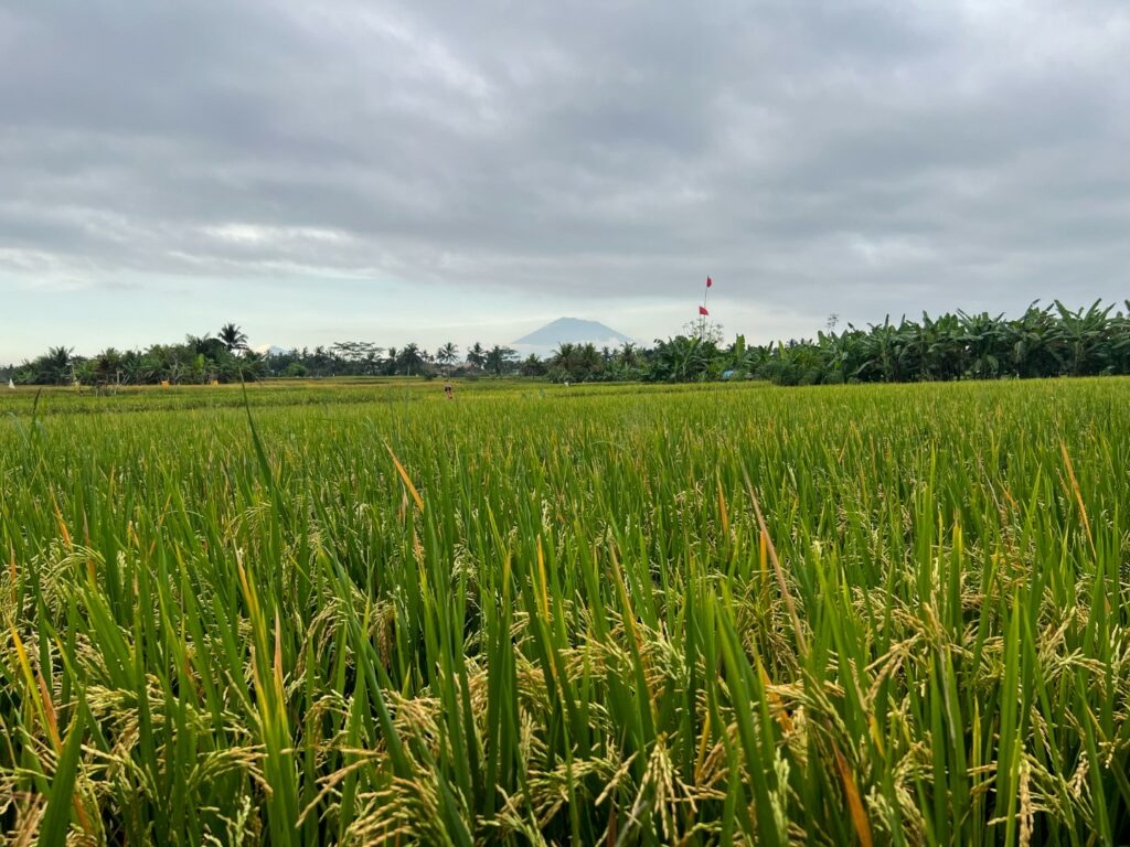 ubud hike, ubud wandeling, ubud palmbomen, ubud rijstvelden, ubud juwuk manis, bali mount agung