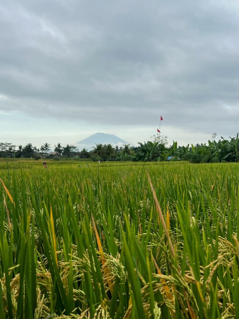 ubud hike, ubud wandeling, ubud palmbomen, ubud rijstvelden, ubud juwuk manis, bali mount agung