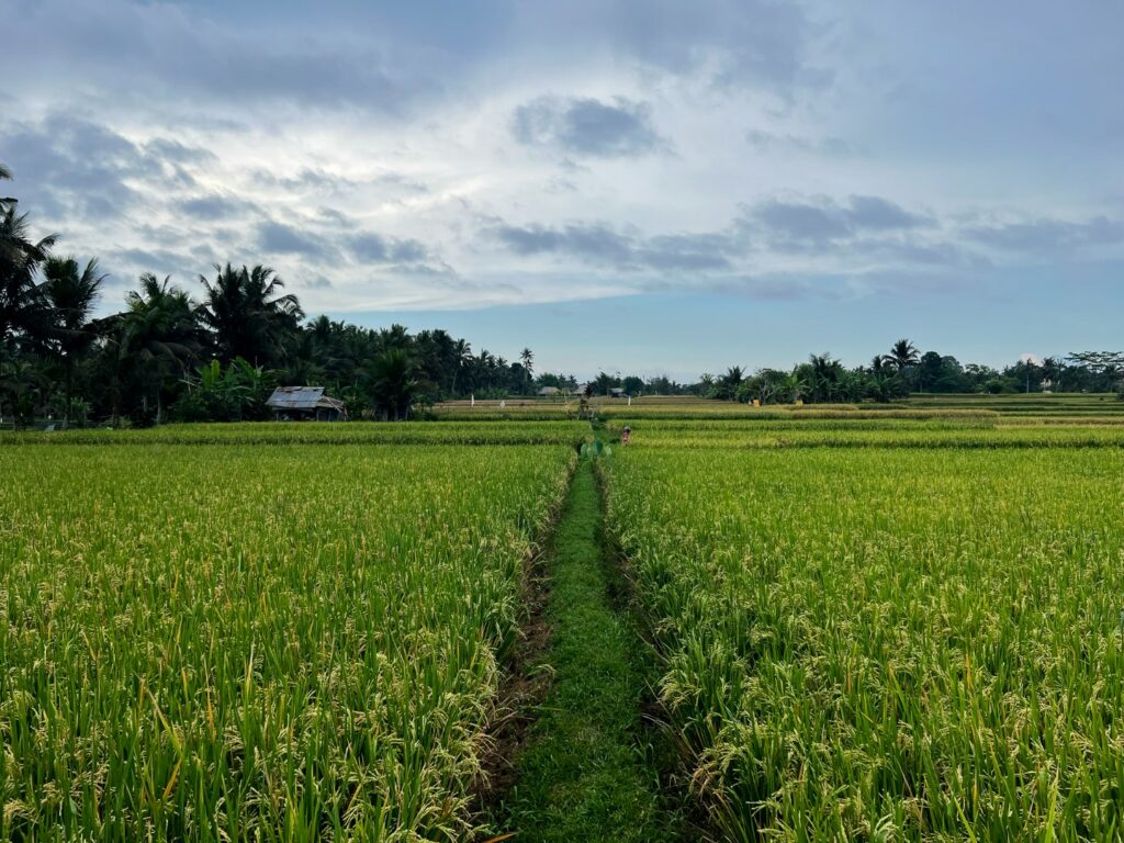 ubud hike, ubud wandeling, ubud palmbomen, ubud rijstvelden, ubud juwuk manis