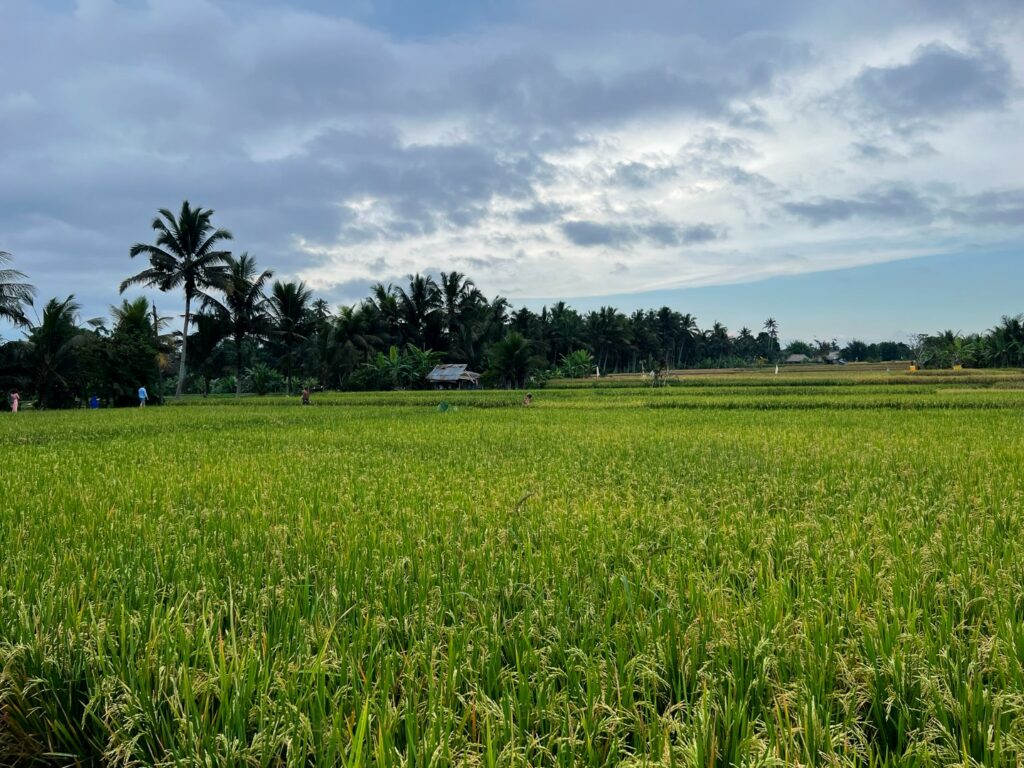 ubud hike, ubud wandeling, ubud palmbomen, ubud rijstvelden, ubud juwuk manis