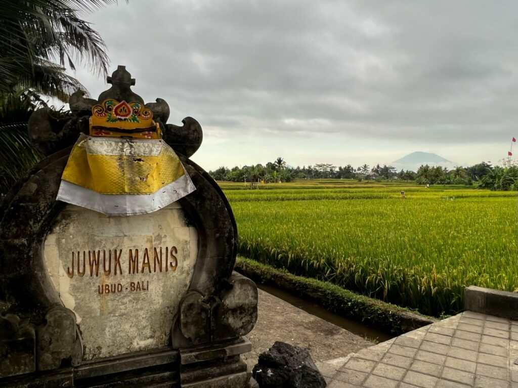ubud hike, ubud wandeling, ubud palmbomen, ubud rijstvelden, ubud juwuk manis