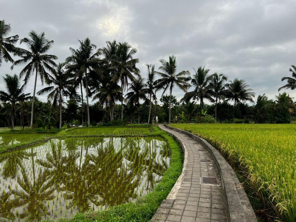 ubud hike, ubud wandeling, ubud palmbomen, ubud rijstvelden
